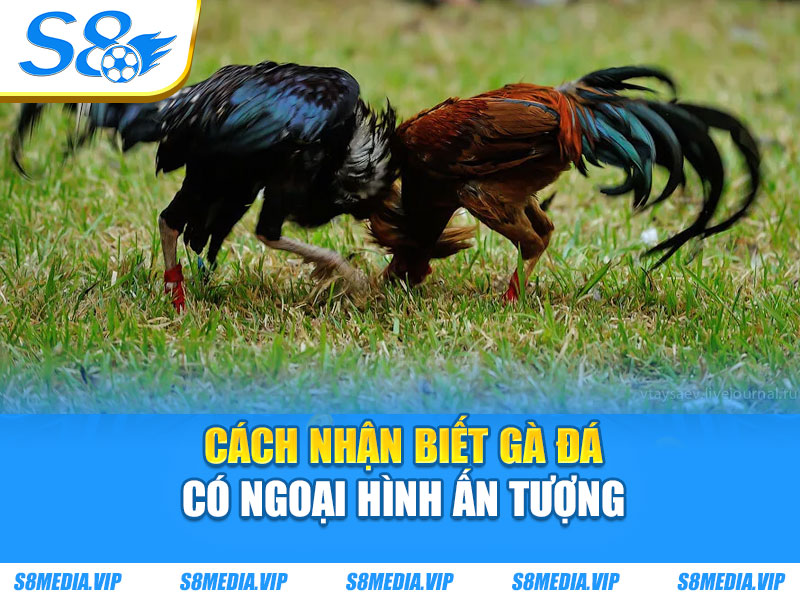 Cách nhận biết gà đá có ngoại hình ấn tượng