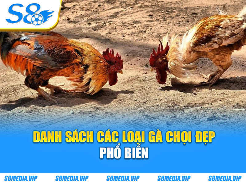 Danh sách các loại gà chọi đẹp phổ biến