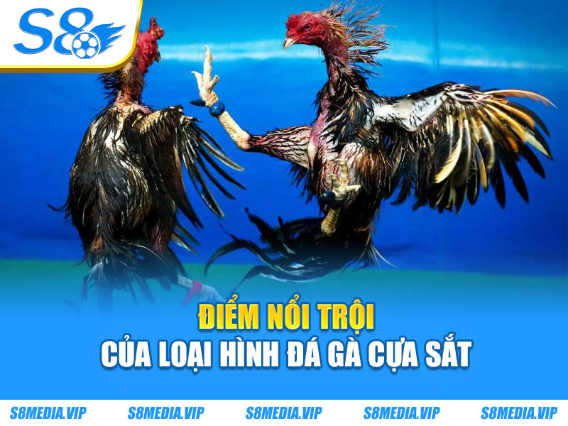 Đá Gà Cựa Sắt - Trải Nghiệm Đấu Trường Kịch Tính Đỉnh Cao