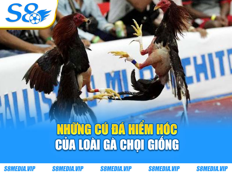 Những cú đá hiểm hóc của loài gà chọi giống