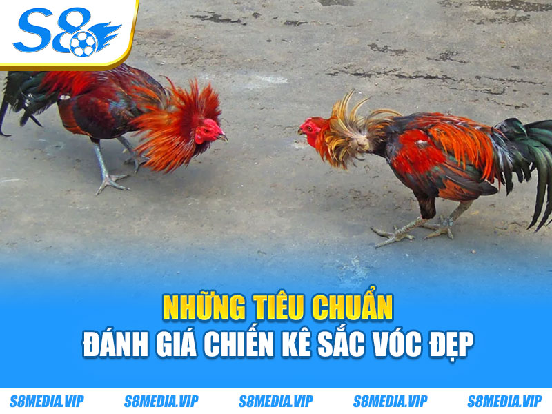 Những tiêu chuẩn đánh giá chiến kê sắc vóc đẹp