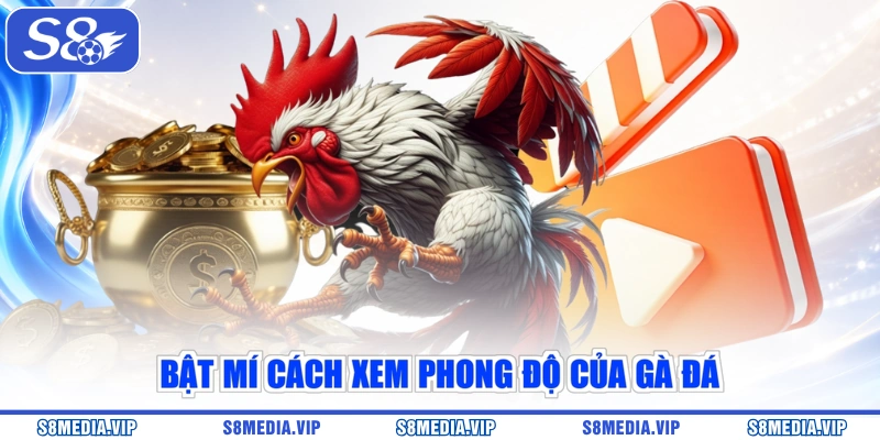Bật mí cách xem phong độ của gà đá