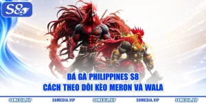 Đá Gà Philippines S8 – Cách Theo Dõi Kèo Meron Và Wala