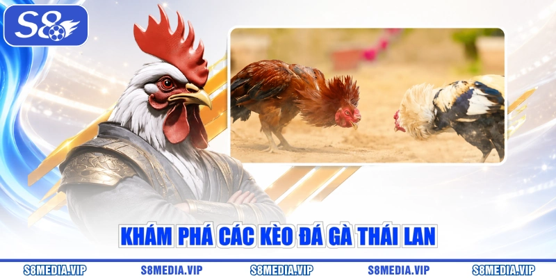 Khám phá các kèo đá gà Thái Lan